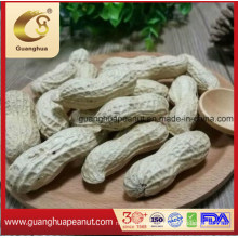 New Crop 2020 Raw Peanut in Shell Seaflower Luhua